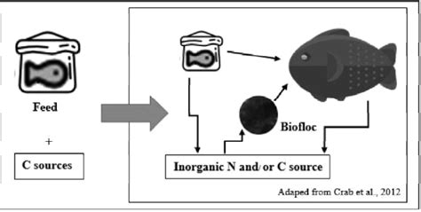 Schematic Representation Of Biofloc In Maintaining Cn Ratio In