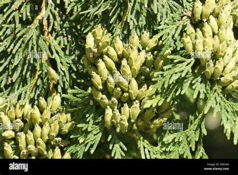 Northern White Cedar Tree Hi Res Stock Photography And Images Alamy