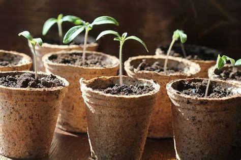 Concepto De Jardiner A Brotes J Venes De Pl Ntulas De Tomate En Las