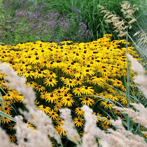 Buy Rudbeckia Fulgida Var Sullivantii Goldsturm Black Eyed Susan