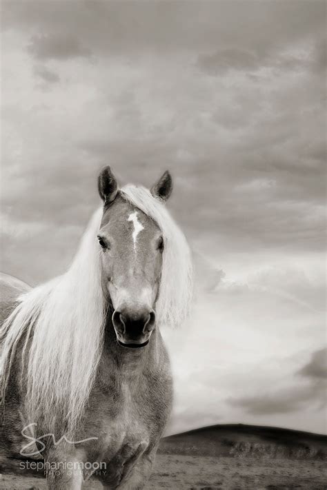 Wild Horse Photography, Black and White Horse Photo, Portrait of a ...