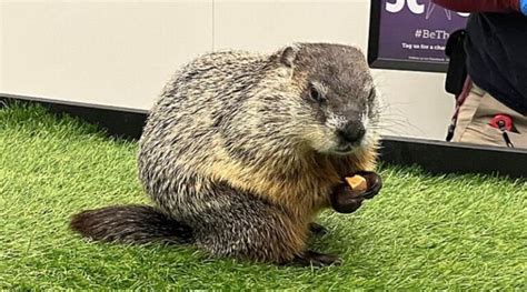 Groundhog Day 2024 Anticipating Punxsutawney Phils Weather