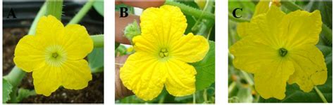 Three types of flowers produced by cantaloupe plants A. Male flower ...