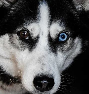 Why Do Huskies Eyes Change Color