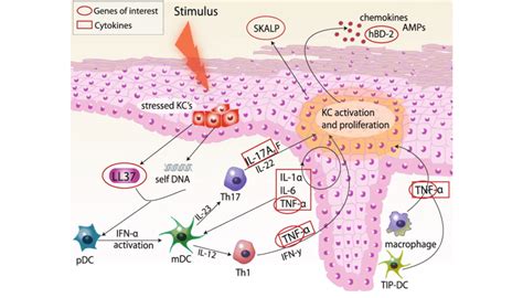 Rationale For The Choice Of Four Psoriasis Associated Genes Tnf Download Scientific Diagram