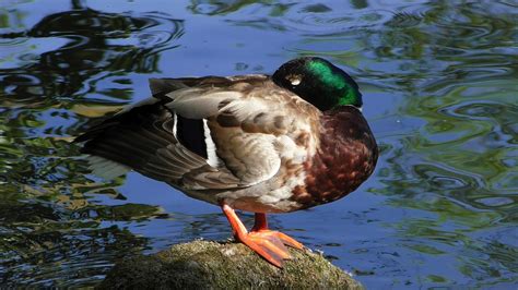 Ente Gefieder Stockente Kostenloses Foto Auf Pixabay Pixabay