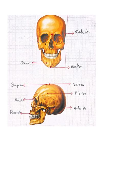 SOLUTION Guia 2 Anatomia Cr Neo Y Columna Vertebral Resuelta Studypool