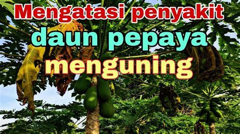 Penyakit Kuning Daun Pada Pepaya Sally Lewis