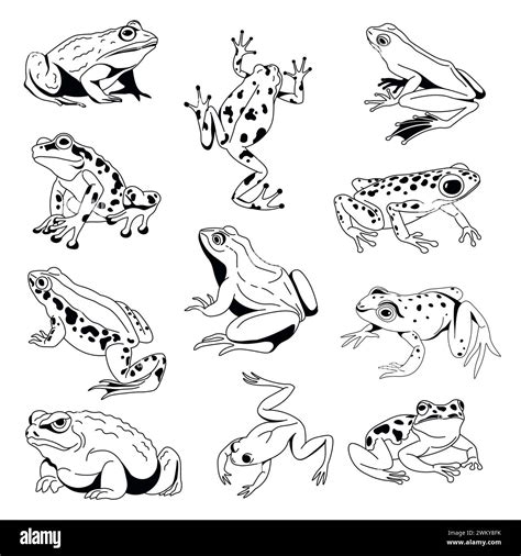 Diverse Frogs Vector Art Collection Stock Vector Image Art Alamy