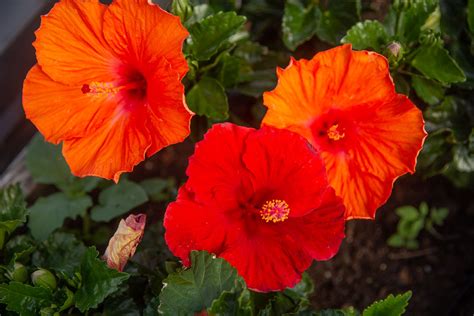 Tropical Hibiscus Plant Care And Growing Guide