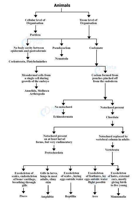 Phylum Chordata Examples