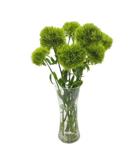 Dianthus Green Ball Fresh Cut Flowers - Etsy