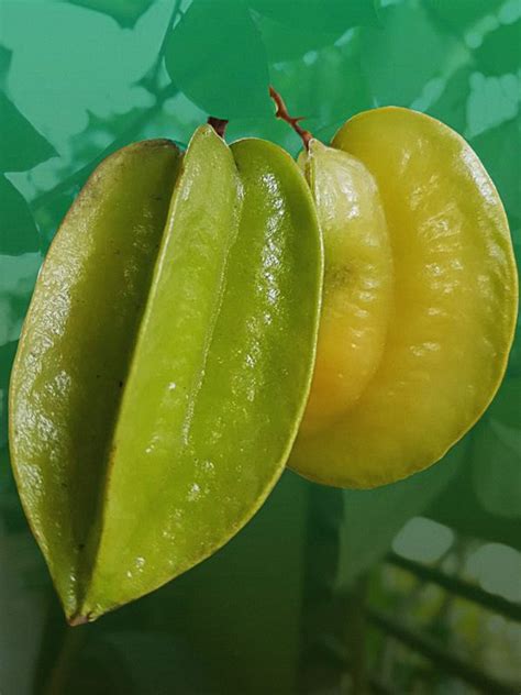 무료 이미지 스타 프룻 starfruit plant 녹색 자연 식품 잎 과일 생기게 하다 꽃 피는 식물 야채