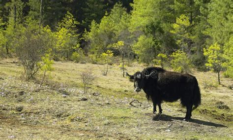 A Yak In The Himalayas Bhutan A Yak In The Kingdom Of Bhutan High In