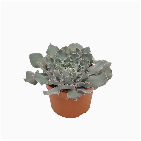 Echeveria Shaviana Pink Frills Plant Wholesale Floraccess