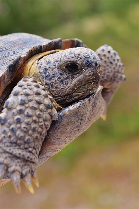 Baby Gopher Tortoise Photo Taken In The Econlockhatchee Sa Flickr