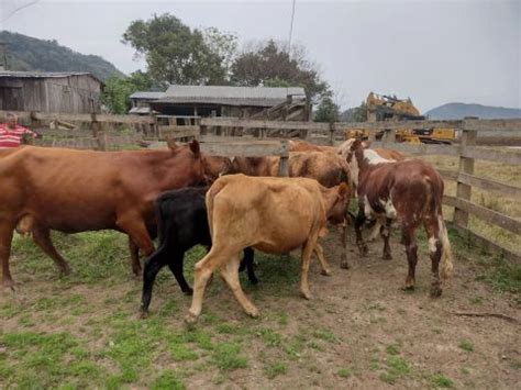 vacas e novilhas Animais para agropecuária no Brasil