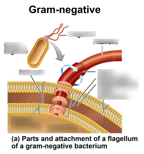 gram negative cell wall Diagram | Quizlet