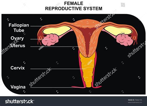 Vector Female Reproductive System Including Fallopian Tube Ovary Uterus Cervix Vagina