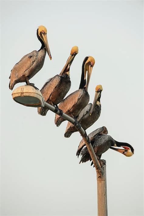 Brown Pelican Pelecanus Occidentalis Photograph By Don Johnston Fine