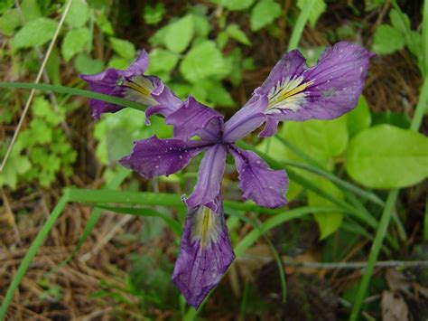 Iron Monkey Wild Iris