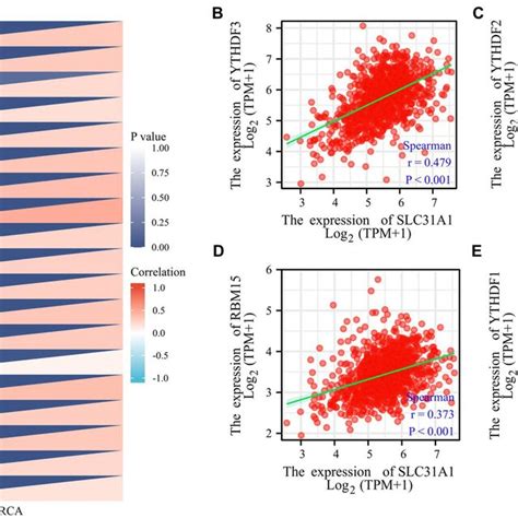 Correlations Of The Slc A Expression With M A Related Genes In Breast