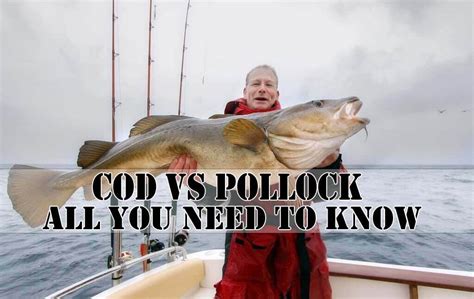 Cod Vs Pollock 5 Interesting Things You Need To