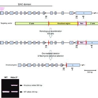 A Strategy To Generate An Hdac Conventional Knock Out Allele The