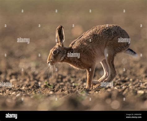 A Brown Hare Lepus Europaeus Running Across A Sugar Beet Field Side