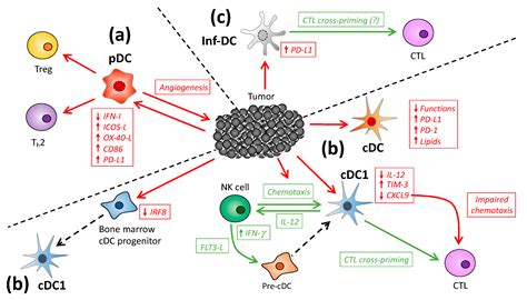 Cancers Free Full Text Dendritic Cells And Cancer From Biology To