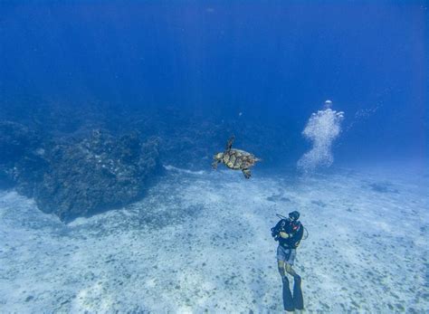 A Guide to the Best Diving in Cozumel | The Very Hungry Mermaid