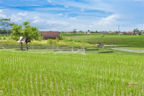 Campo Del Arroz De Bali Imagen De Archivo Imagen De Mujer