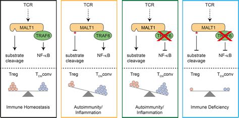 Frontiers Traf6 Controls T Cell Homeostasis By Maintaining The Equilibrium Of Malt1