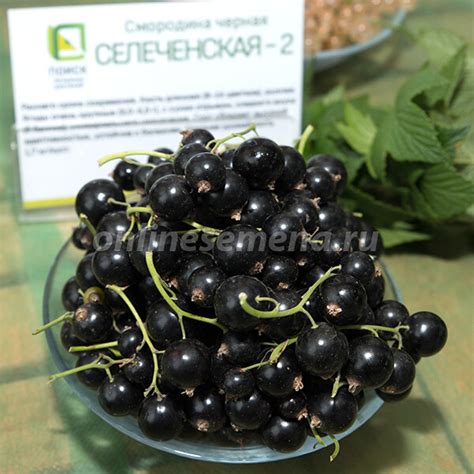Смородина черная Селеченская - 2 из каталога Саженцы (Осень) – купить с ...