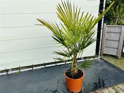 Trachycarpus Fortunei Ca Cm Tropic Trees