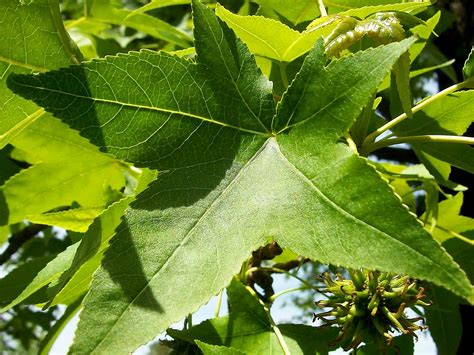 beachy photography  pointed leaf