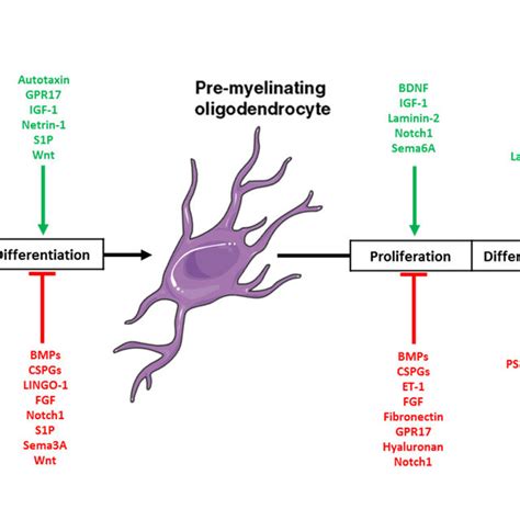 Schematic Representation Of The Generation Of Mature Myelinating