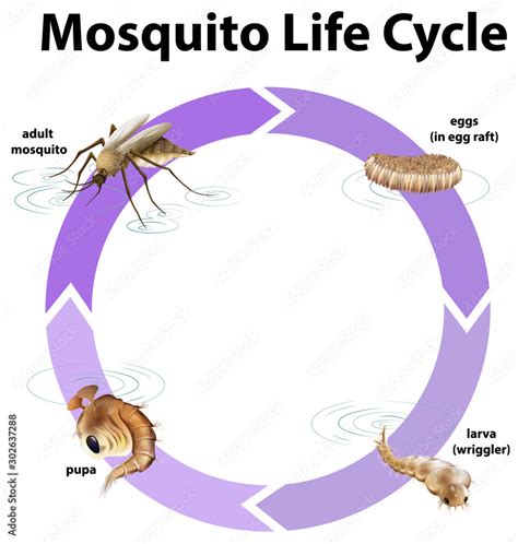 Diagram Showing Life Cycle Of Mosquito Stock Vector Adobe Stock