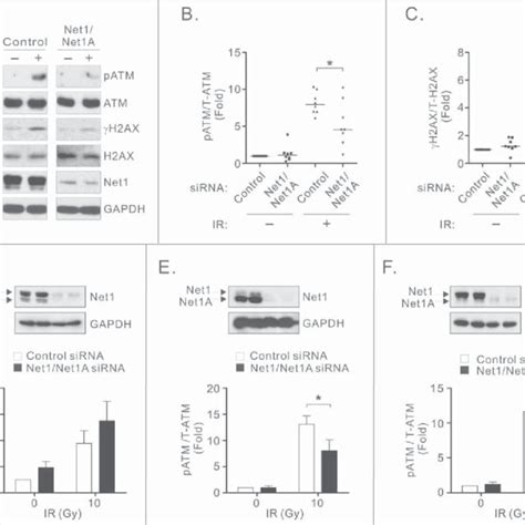 Net Proteins Regulate Atm Mediated Dna Damage Signaling A Net