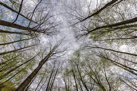 Rvores Altas Na Floresta Vistas De Baixo Para Cima Foto Premium