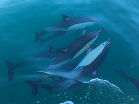 Unlocking the Secrets of Female Common Dolphin Reproduction in New Zealand