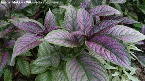 Persian Shield (Strobilanthes Dyerianus): Plant Care (Indoors and Outdoors)