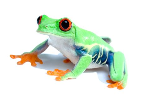 Red-Eyed Tree Frog Facts