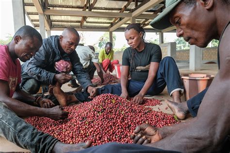 Yangambi Engagement Landscape Fresh Coffee Beans Selection Flickr