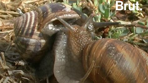 Video Comment Se Reproduisent Les Escargots