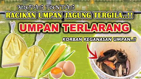 Racikan Umpan Jagung Terlarang Resep Terjitu Umpan Ikan Lomba Harian