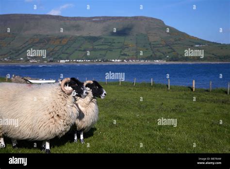 Two Blackfaced Sheep In Farmland On The Coast Beneath Lurigethan