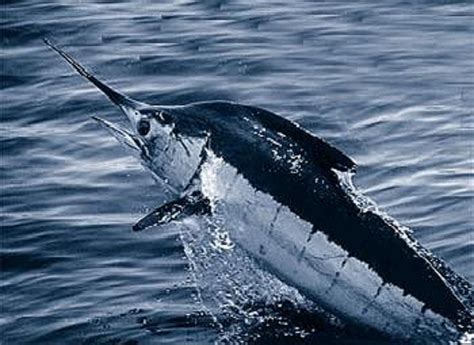 Atlantic Blue Marlin Natural Atlas