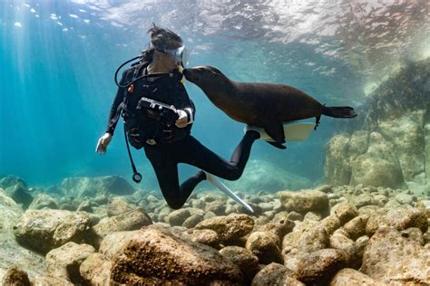 Are Sea Lions Dangerous What You Need To Know