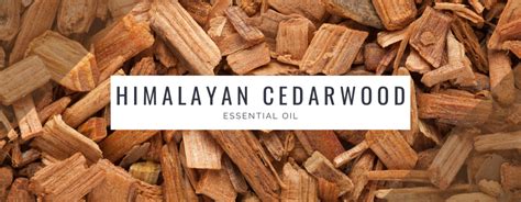 Himalayan Cedarwood Essential Oil Utama Spice